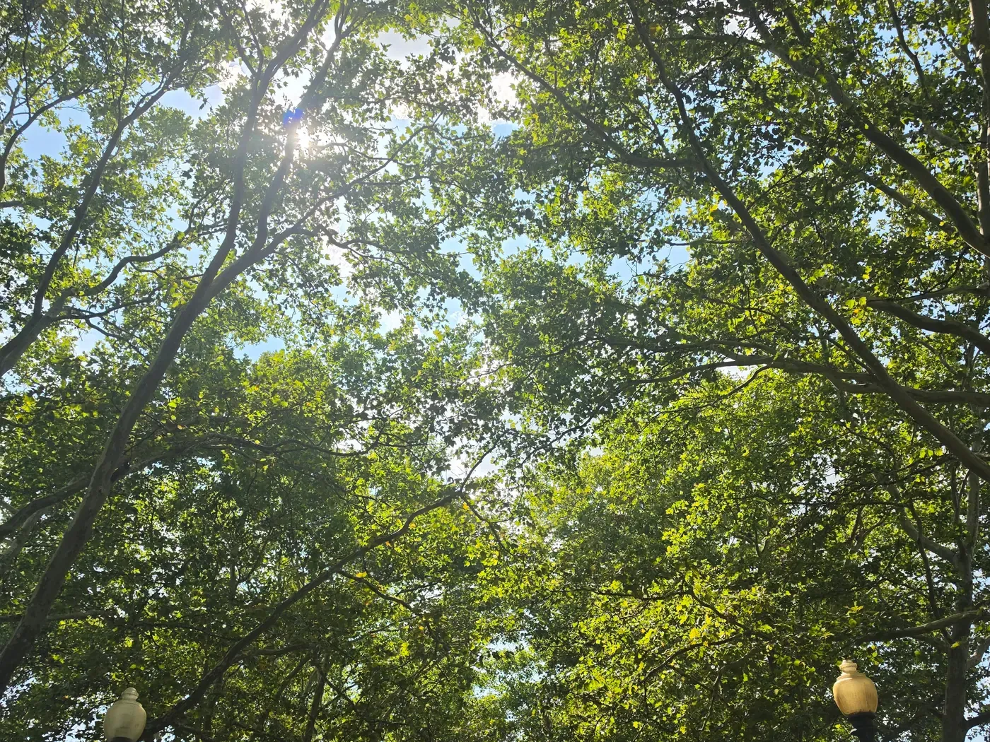 The tree canopy over the walkway seen from directly below, sun breaking through the leaves, with a lamp globe at either lower corner of the frame.