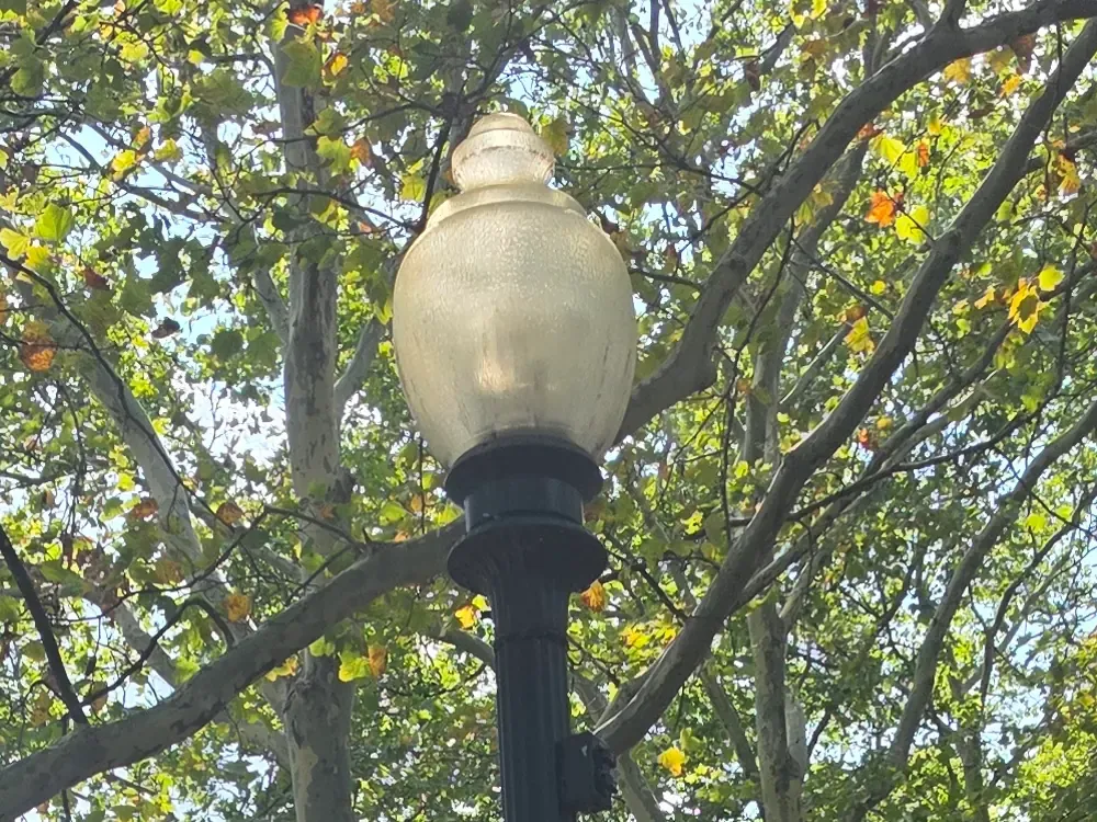 A historic lamp standard with a pale ribbed glass globe, unlit in daylight, rising on a black fluted post into a dense canopy of sycamore branches.