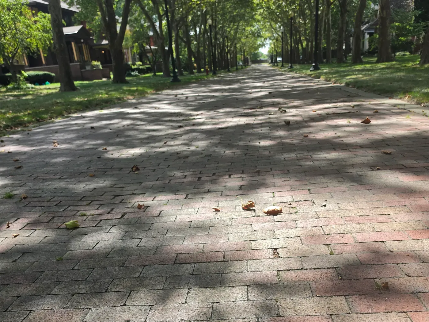 Brick paving running the length of the walkway, dappled with tree shadow and scattered with fallen leaves, narrowing to a vanishing point between the trees.